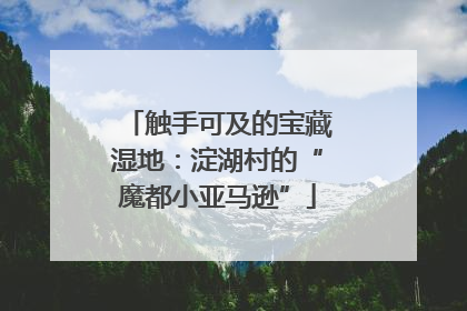 触手可及的宝藏湿地：淀湖村的“魔都小亚马逊”