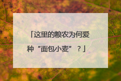 这里的粮农为何爱种“面包小麦”？