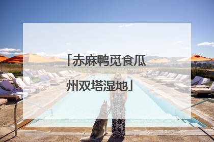 赤麻鸭觅食瓜州双塔湿地