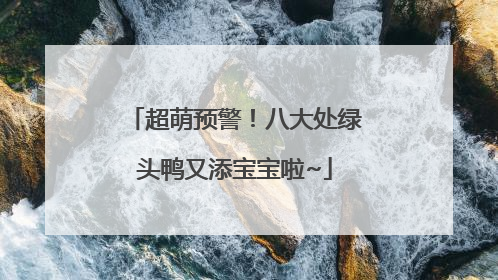 超萌预警！八大处绿头鸭又添宝宝啦~