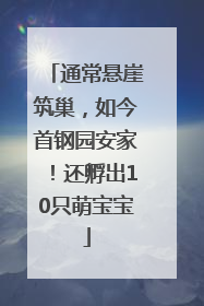 通常悬崖筑巢，如今首钢园安家！还孵出10只萌宝宝