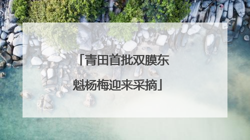 青田首批双膜东魁杨梅迎来采摘