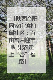 陕西合阳同家庄镇柏瑞社区：百亩杏园迎丰收 果农走上“杏”福路