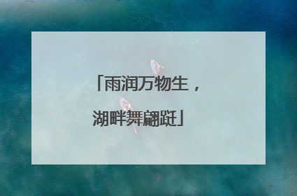 雨润万物生，湖畔舞翩跹