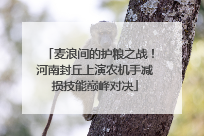 麦浪间的护粮之战！河南封丘上演农机手减损技能巅峰对决