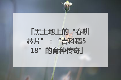 黑土地上的“春耕芯片”：“吉科稻518”的育种传奇